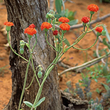 Kleinia fulgens